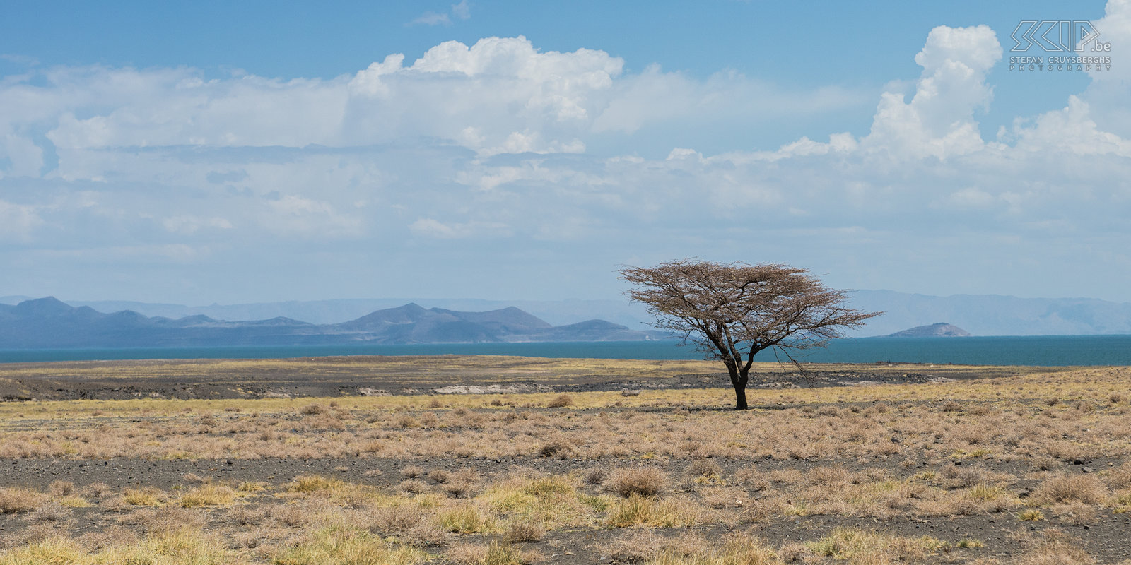 Lake Turkana Eenzame acacia boom op de hete vlaktes aan het Turkanameer. Stefan Cruysberghs